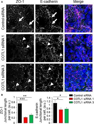Coactosin-like protein 1 regulates integrity and repair of model intestinal epithelial barriers via actin binding dependent and independent mechanisms